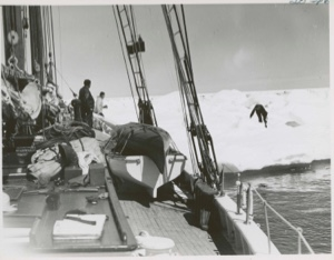 Image of On the ice pack off Saglek Bay